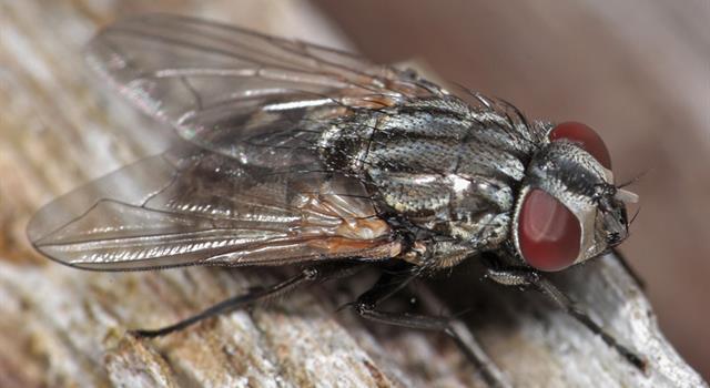 Наука Запитання-цікавинка: До якого загону комах ставиться всім відома кімнатна муха?