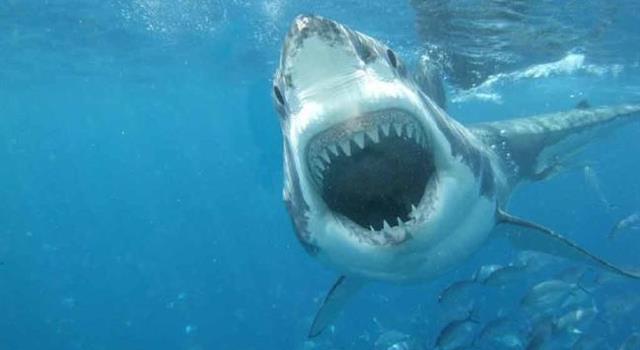 Общество Вопрос: Какой случай нападения акул на человека принято считать самым ужасным и кровавым нападением акул в истории?
