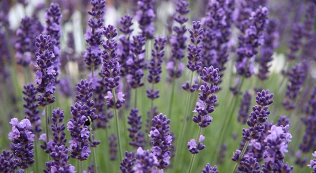 Nature Trivia Question: Lavender is a member of what plant family?
