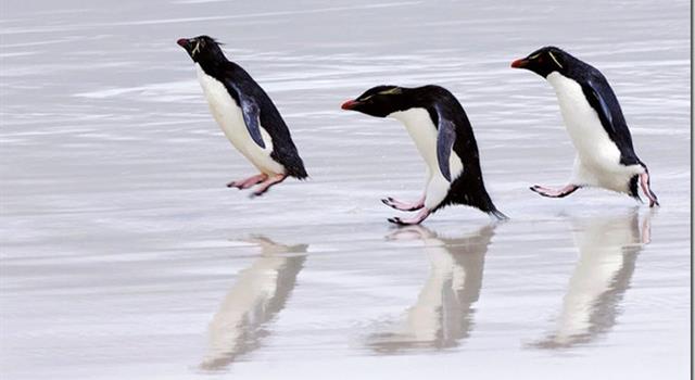 Наука Вопрос: Почему в Арктике не живут пингвины?