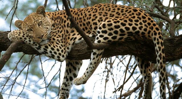 Наука Вопрос: Считается, что гибриды животных с разным числом хромосом - бесплодны. Гибриды львов (38 хромосом) и леопардов - бесплодны. Сколько хромосом у леопарда?