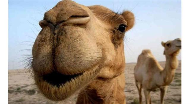 Наука Запитання-цікавинка: Скільки існуючих в наш час пологів тварин об'єднує сімейство верблюдових?