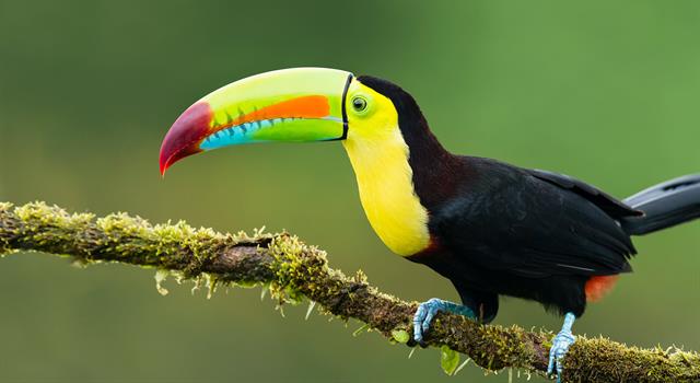Nature Trivia Question: The toucan is a bird that lives in which continent?