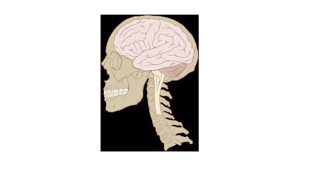 Наука Вопрос: У кого из перечисленных самый тяжелый мозг?