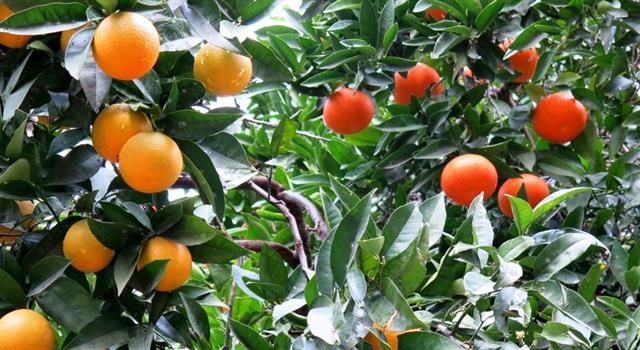 Naturaleza Pregunta Trivia: Una chironja es un cítrico que resulta de cruzar una naranja y ¿qué otra fruta?