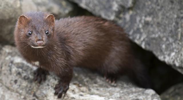 Nature Trivia Question: What are the young of a mink called?
