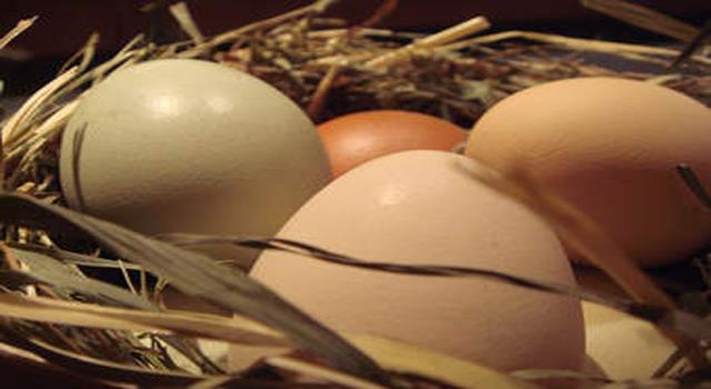 Nature Trivia Question: What determines the color of the eggs of a domestic chicken?