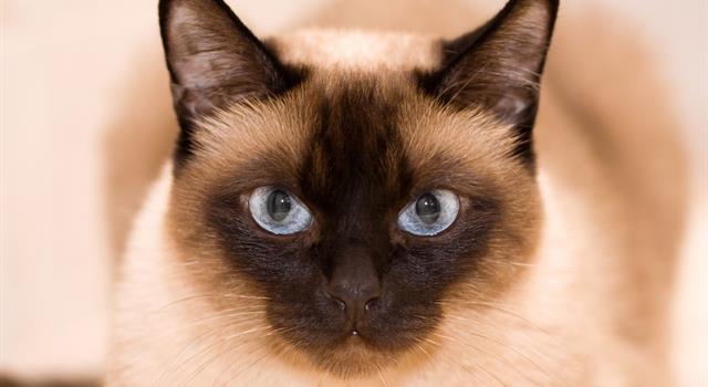Nature Trivia Question: A domestic cat has how many lids on each eye?