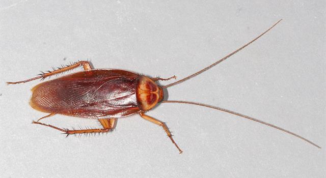 Nature Trivia Question: As a species, cockroaches are thought to have been around for approximately how many years?