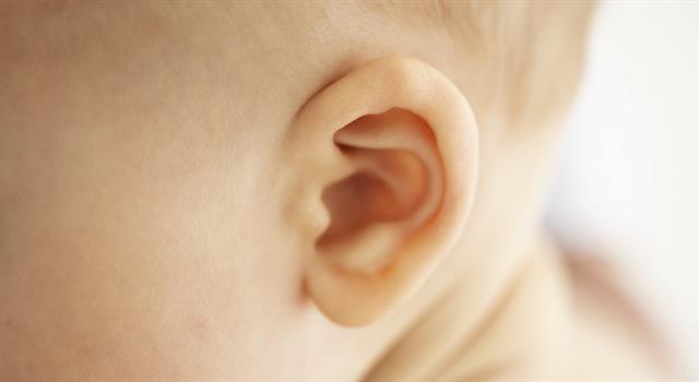 Nature Trivia Question: How many bones are there in total in the two human ears?