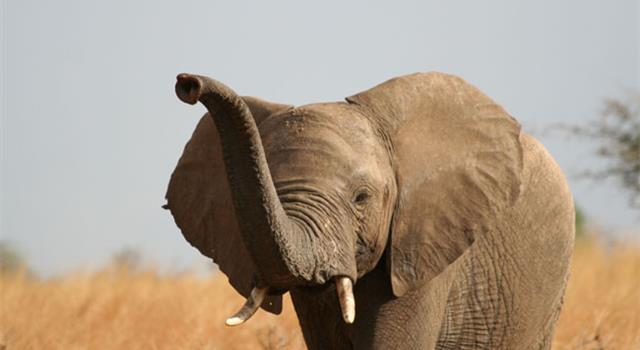Nature Trivia Question: How many teeth does an elephant have?