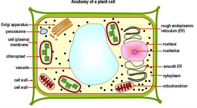Nature Trivia Question: If you compared the function of a plant cell's organelles to a city, what would the chloroplast be?