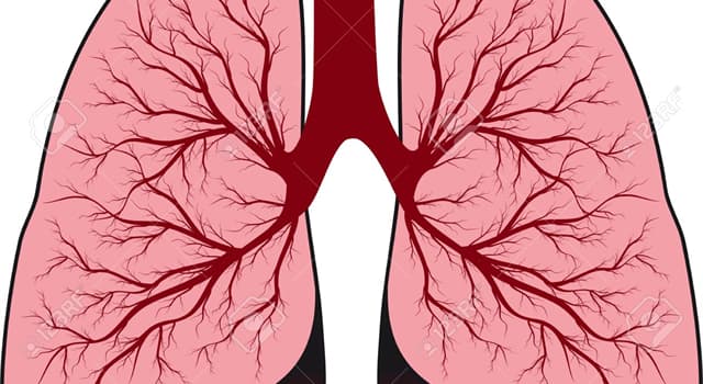 Science Trivia Question: In humans, do the right/left lungs have the same amount of lobes?