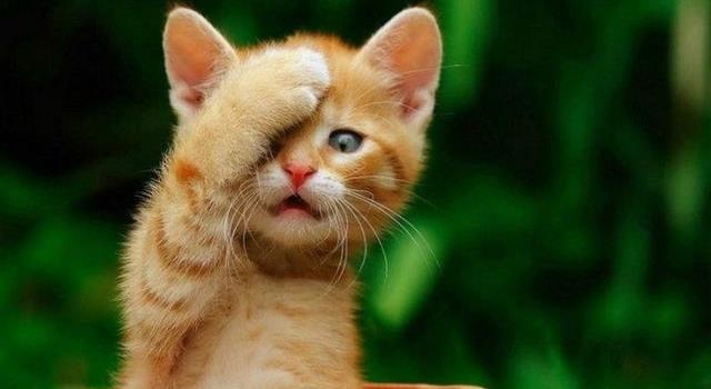 Природа Вопрос: Пумы имеют высоту в холке до 76 см и вес до 105 кг. Дымчатые леопарды аналогично до 55 см и до 21 кг. Кто из них входит в подсемейство "большие кошки"?