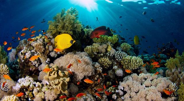 природа Запитання-цікавинка: Скільки основних різновидів коралових рифів існує (в залежності від їх форми)?
