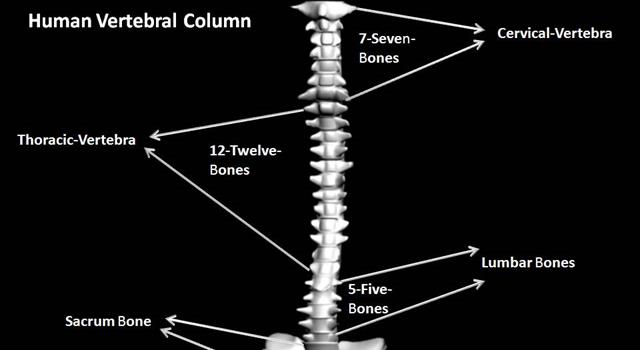 Scienza Domande: Da cosa sono fatti i dischi fra ogni vertebra nel corpo umano?