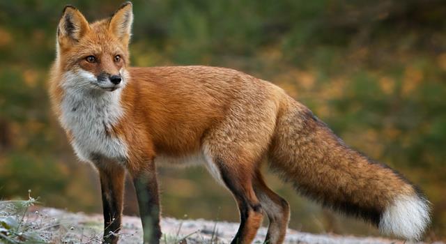 Nature Trivia Question: What is a group of foxes called?