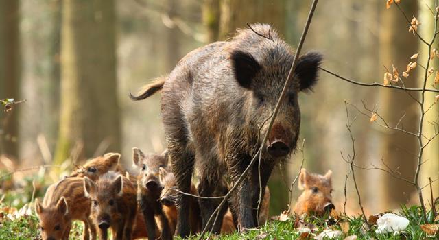 Nature Trivia Question: What is a group of wild boars called?