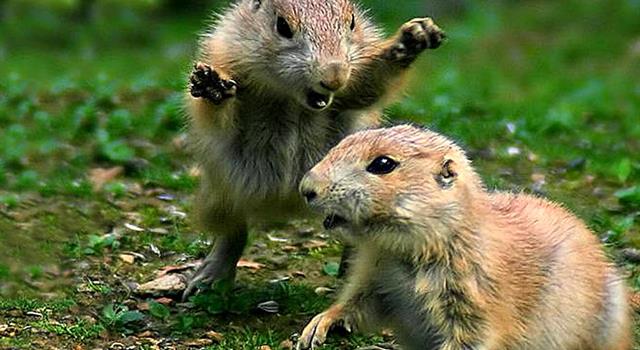 Nature Trivia Question: What is the largest species in the rodent family?