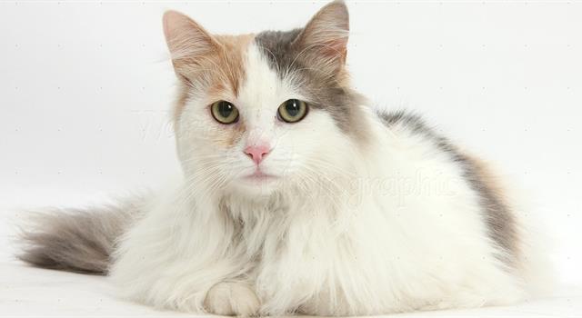 Nature Trivia Question: What title is given to an unaltered mature female cat?