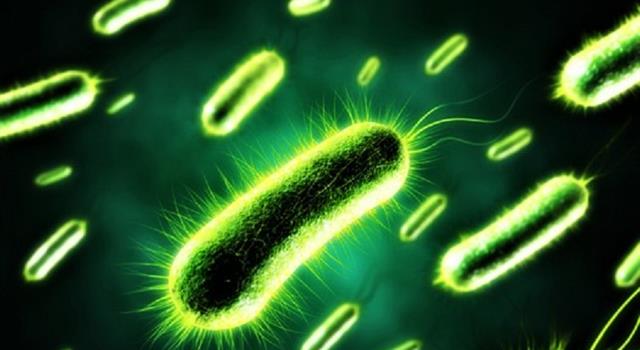 Science Trivia Question: When was it discovered that bacteria and viruses can get sick?