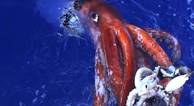 Nature Trivia Question: Which is the largest of the squid family?