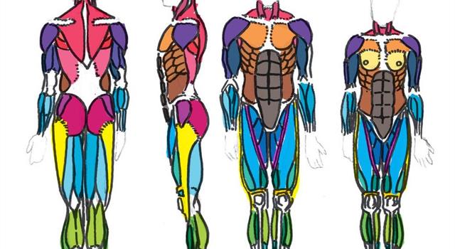 Science Trivia Question: Which part of the body has oblique muscles?