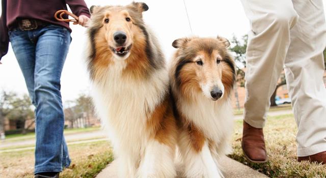 Society Trivia Question: Which university has a live collie as its official mascot?