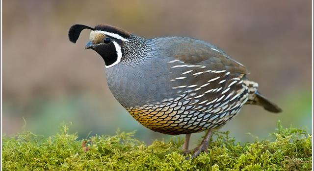 Nature Trivia Question: The quail is the state bird of which of the following states?