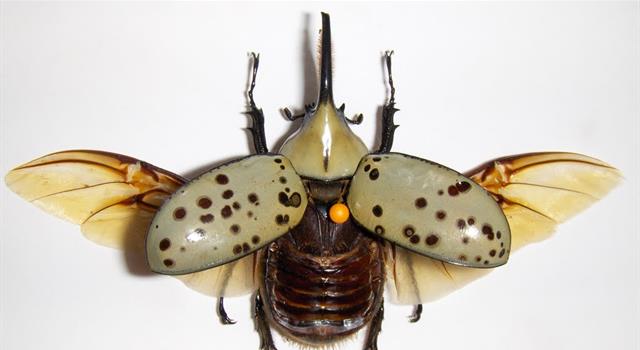 Сiencia Pregunta Trivia: ¿Cuántas alas tienen los escarabajos?