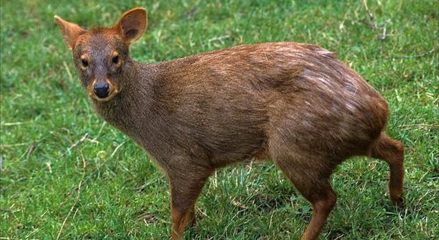 Nature Trivia Question: The 'Pudú', the smallest known deer in the world, lives on which continent?