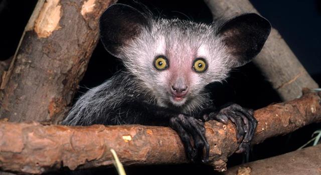 Nature Trivia Question: The world's largest nocturnal primate, the Aye Aye, is native to which country?