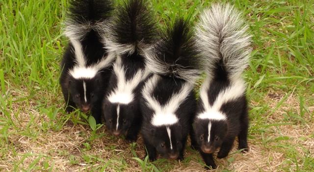 Nature Trivia Question: When was the first written description of a skunk?