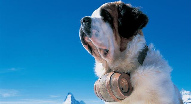 Nature Question: Le saint-bernard, où on a utilisé ses chiens d'avalanche ?