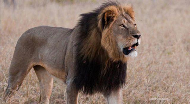 Naturaleza Pregunta Trivia: ¿Cuál es el hábitat del león de melena negra?