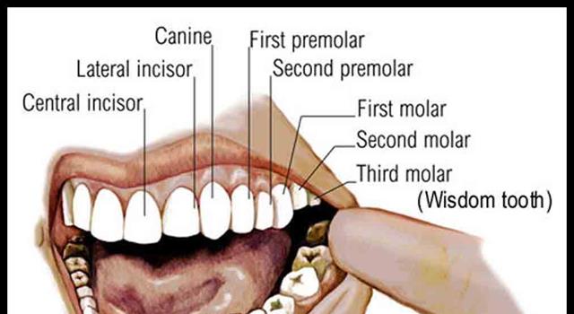 Science Trivia Question: In humans, bicuspid is another name for what tooth?