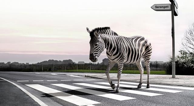 History Trivia Question: In what year did zebra crossings become legal in the UK?