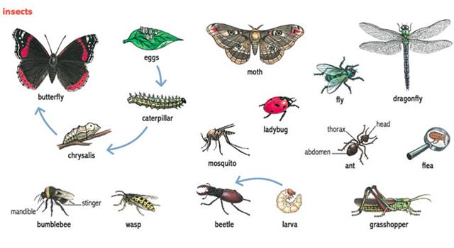 Nature Trivia Question: 'Vespidae' is a family of what flying insects?
