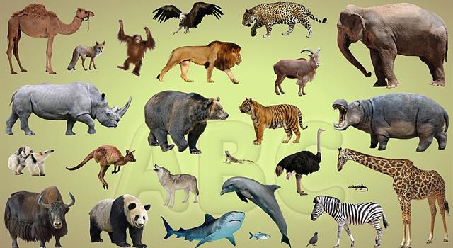 What animal can go the longest... | Trivia Answers | QuizzClub