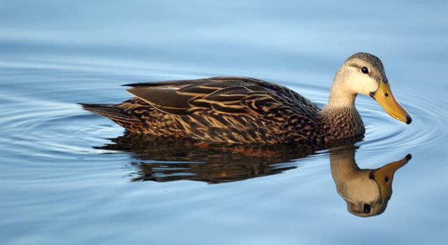 Nature Trivia Question: What breed of duck was introduced to the British Isles from the far east?