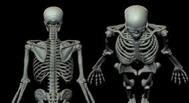 nauka Pytanie-Ciekawostka: Który organ ludzkiego ciała jest najmniejszy?
