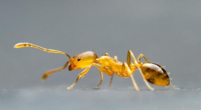 Nature Trivia Question: What name is given to a small brown-yellow species of ant commonly found in Europe, the Americas, Australasia and Southeast Asia?