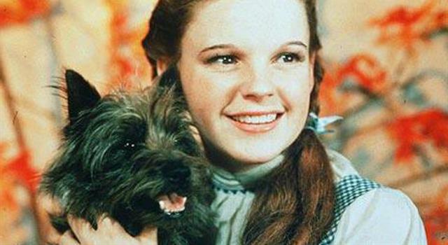 Movies & TV Trivia Question: What was the name of the Cairn Terrier who played Toto in The Wizard of Oz?