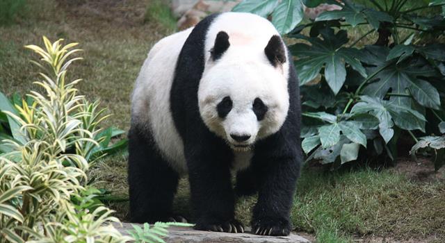 Natura Domande: Dov'è nato il primo panda gigante nato da una coppia di genitori selvaggi e in cattività nel 2017?
