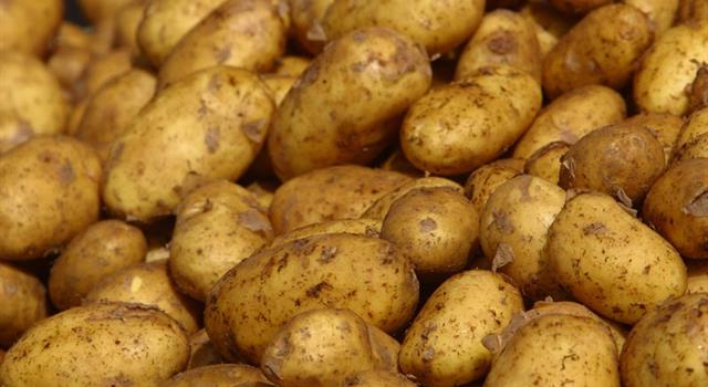 History Trivia Question: Which civilisation was the first to cultivate potatoes?