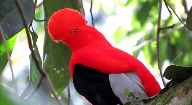 Naturaleza Pregunta Trivia: ¿Cuál es el ave nacional del Perú?