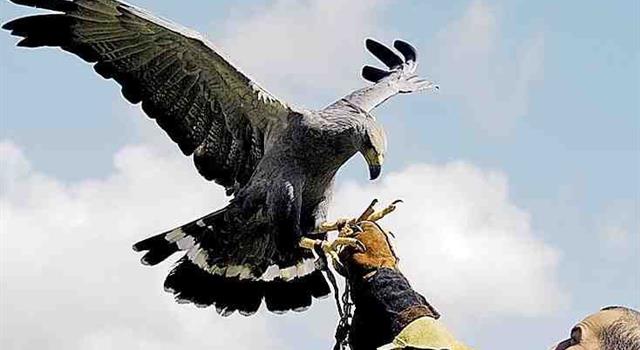 Naturaleza Pregunta Trivia: ¿Cuál es el ave rapaz más grande de Argentina?