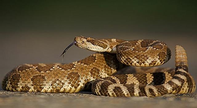 Science Trivia Question: Which animal is immune to rattlesnake venom?