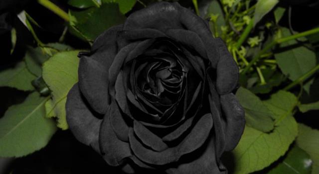 Naturaleza Pregunta Trivia: ¿Cuál es el único lugar del mundo donde se desarrollan naturalmente las rosas negras?