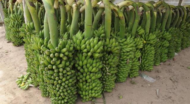 Geografía Pregunta Trivia: ¿Cuál es el país con mayor producción de bananas?
